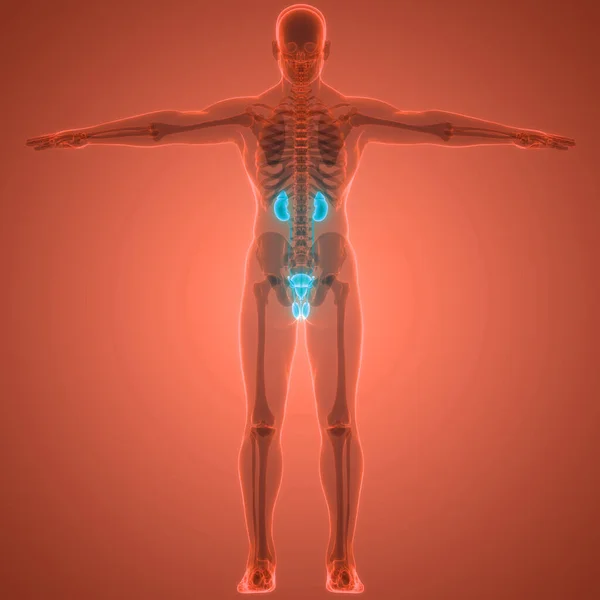人間の尿系の腎臓と膀胱の解剖学 — ストック写真