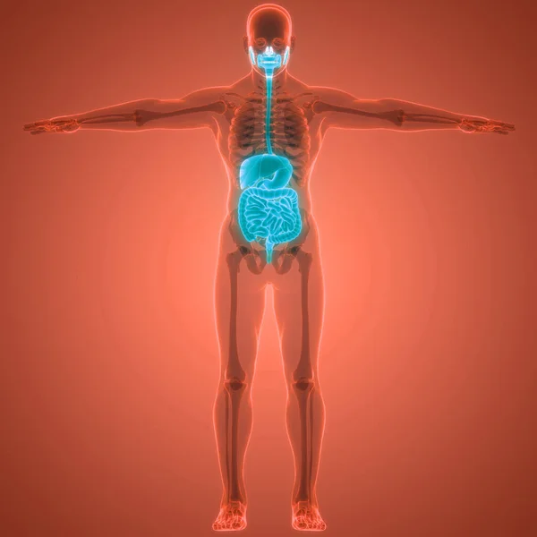 Anatomie Système Digestif Humain — Photo