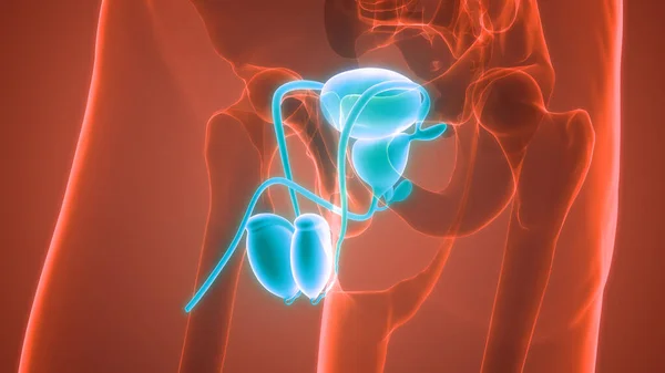 男性生殖系统解剖 — 图库照片