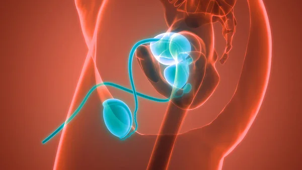 Анатомия Мужской Репродуктивной Системы — стоковое фото