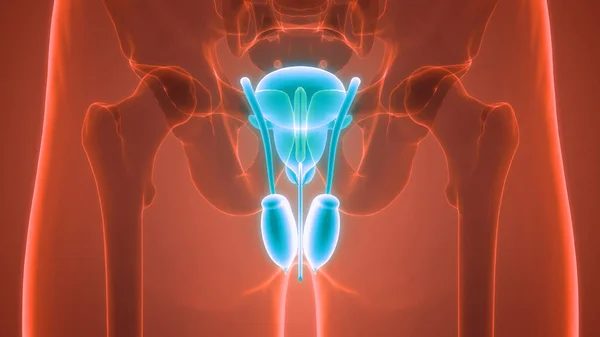 Анатомия Мужской Репродуктивной Системы — стоковое фото