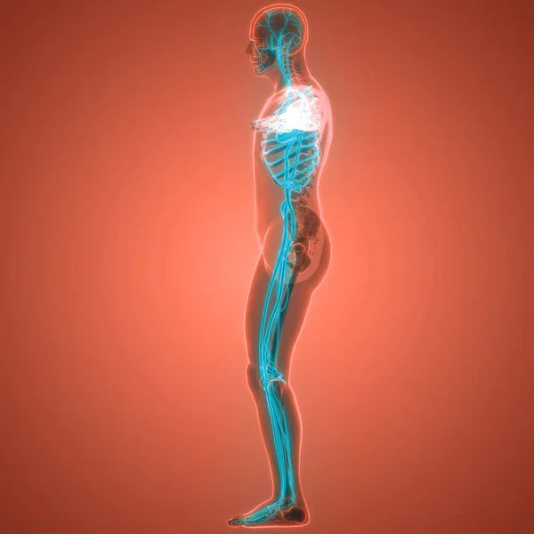 Människans Skelettsystem Benleder Anatomi Tredimensionell — Stockfoto