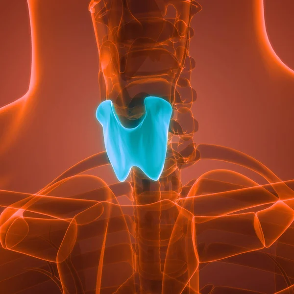 Human Body Glands Thyroid Gland Anatomy Inglés — Foto de Stock