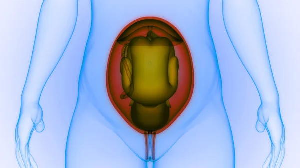 Fetus Baby Womb Anatomy — стокове фото