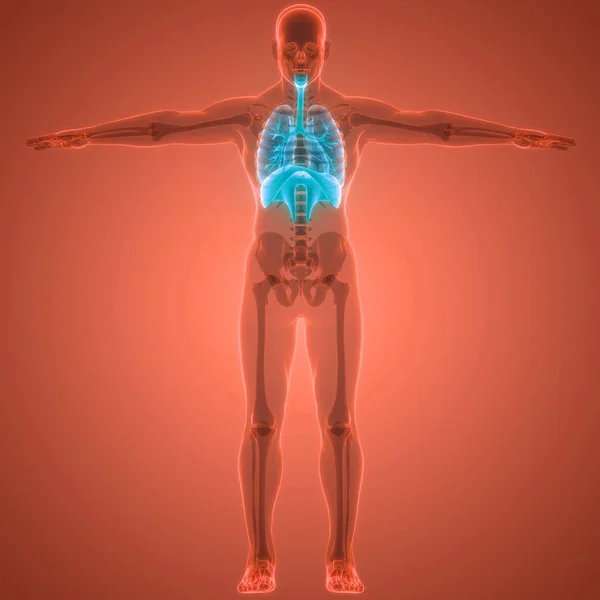 Sistema Respiratorio Umano Polmoni Con Anatomia Del Diaframma — Foto Stock