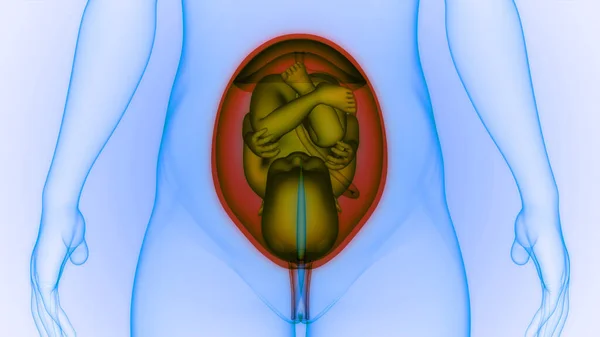 Fetus Baby Womb Anatomy — Stock fotografie