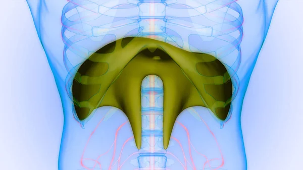 Lungor Anatomi Andningssystemet Tredimensionell — Stockfoto