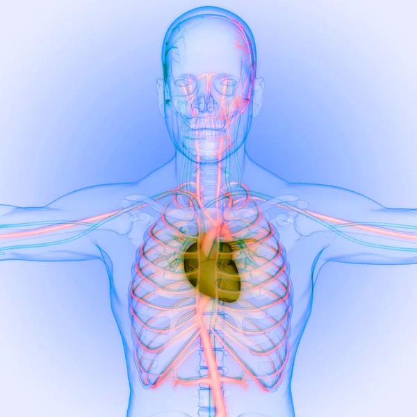 Sistema Circulatorio Humano Anatomía Del Corazón —  Fotos de Stock