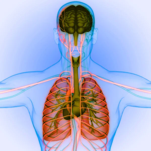 Human Internal Organs Brain with Lungs Anatomy. 3D