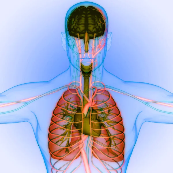 Órgano Interno Humano Cerebro Con Anatomía Pulmonar —  Fotos de Stock