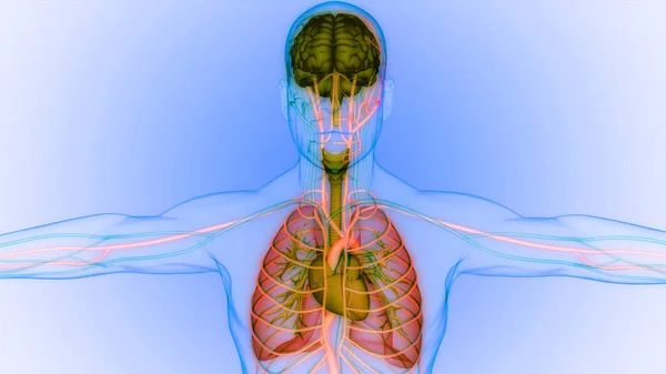 Human Internal Organs Brain Lungs Anatomy — Stock Photo, Image
