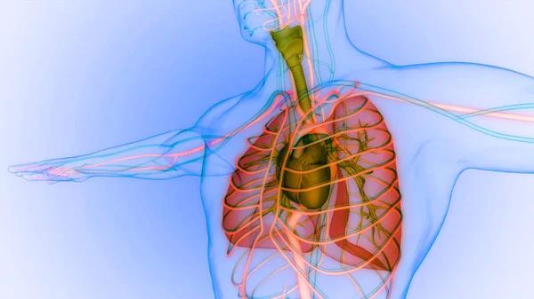 Emberi Belső Szervek Agy Tüdő Anatómiával — Stock Fotó