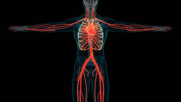 Ludzki Układ Krążenia Anatomia Serca — Zdjęcie stockowe