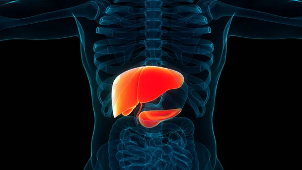 Pankreas Safra Kesesi Anatomisi Olan Insan Organları Karaciğeri Boyut — Stok fotoğraf