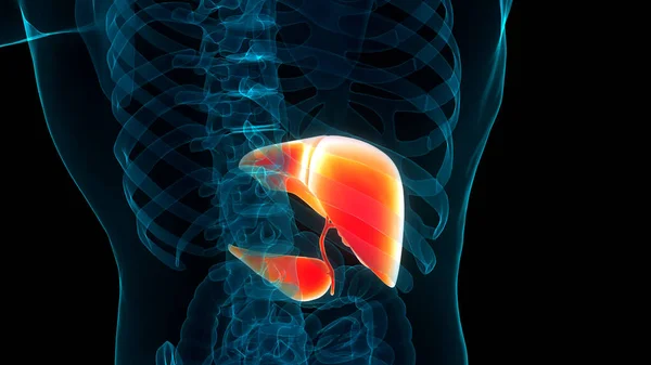 Órgano Interno Humano Hígado Con Páncreas Anatomía Vesícula Biliar —  Fotos de Stock
