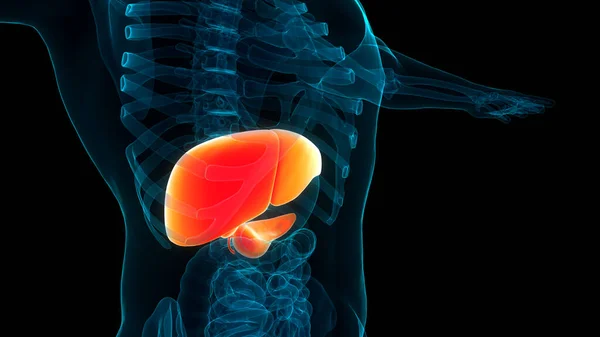 Fígado Órgãos Internos Humanos Com Pâncreas Anatomia Vesícula Biliar — Fotografia de Stock