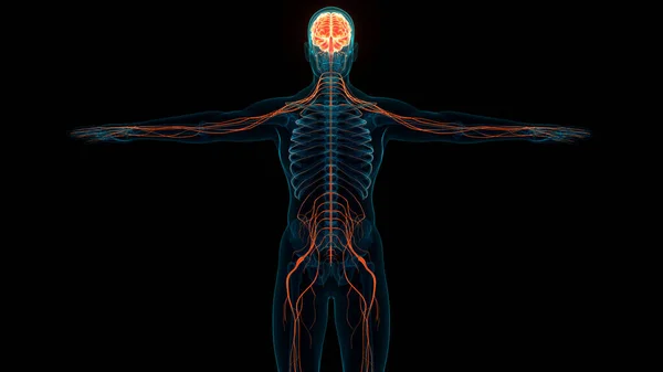 Menneskelig Central Nervesystemet Hjerneanatomi 3Dname - Stock-foto