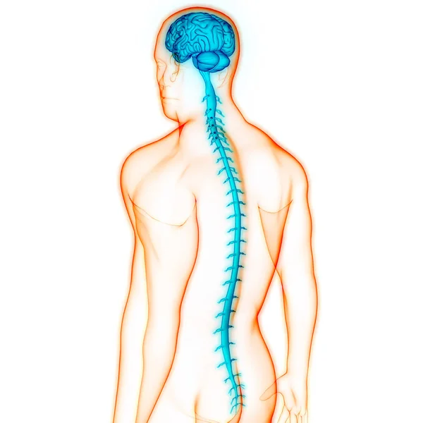 Spinal Cord Vertebral Column Human Skeleton System Anatomy 약자이다 — 스톡 사진