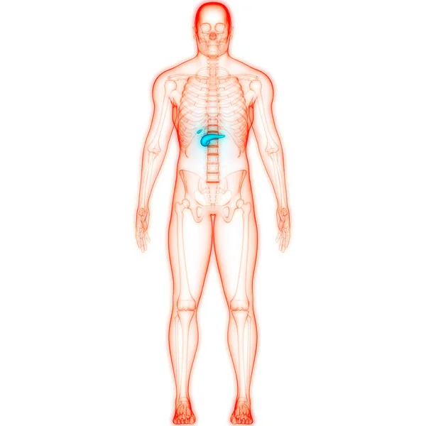 Menselijke Interne Orgaanalvleesklier Anatomie — Stockfoto