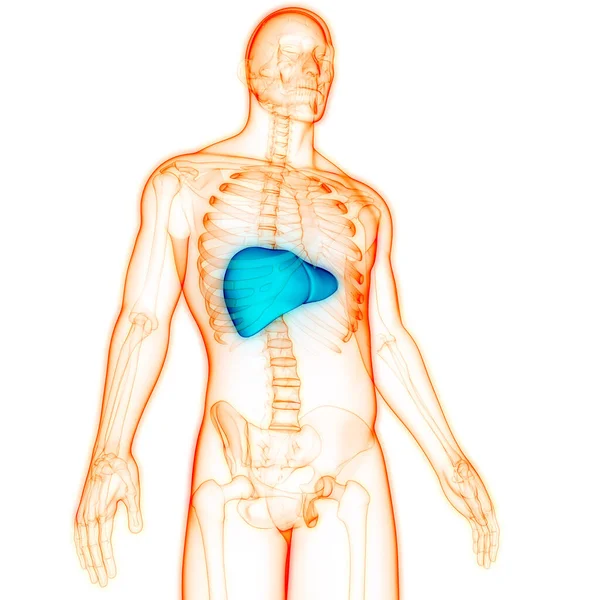 Human Internal Digestive Organ Liver Anatomy Inglés — Foto de Stock