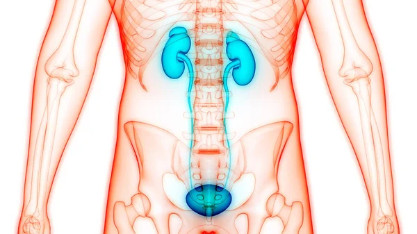 Reni Del Sistema Urinario Umano Con Anatomia Della Vescica — Foto Stock