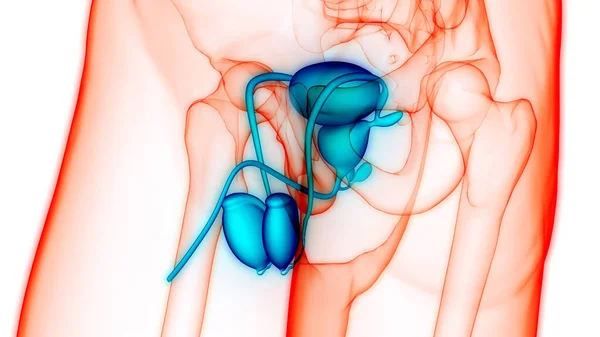 Anatomía Del Sistema Reproductor Masculino —  Fotos de Stock