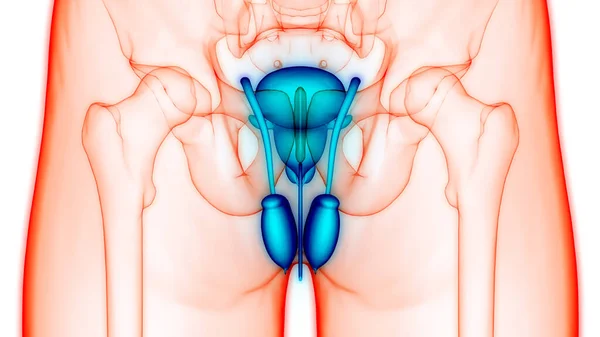 Anatomie Van Het Mannelijke Voortplantingssysteem — Stockfoto