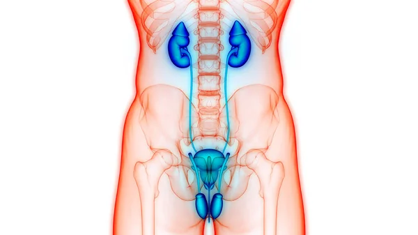 Ludzki Układ Moczowy Nerki Anatomią Pęcherza Moczowego — Zdjęcie stockowe