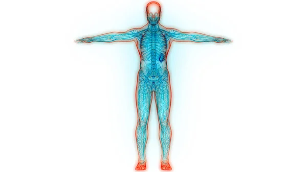 Nsan Sistemi Lenf Düğümleri Anatomisi Boyut — Stok fotoğraf