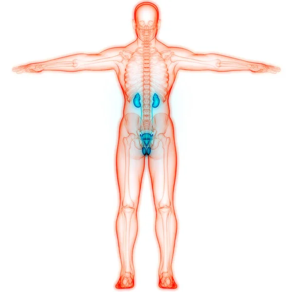 Lidský Močový Systém Ledviny Anatomií Močového Měchýře — Stock fotografie