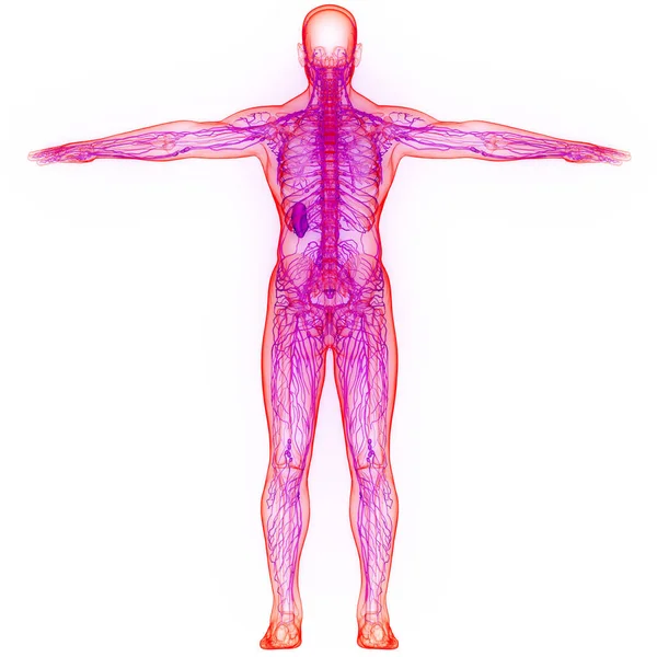 Human Internal System Lymph Nodes Anatomy — Stock Photo, Image