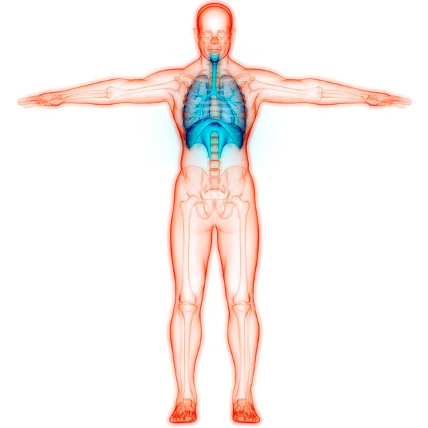 Plíce Lidského Dýchacího Ústrojí Membránovou Anatomií — Stock fotografie