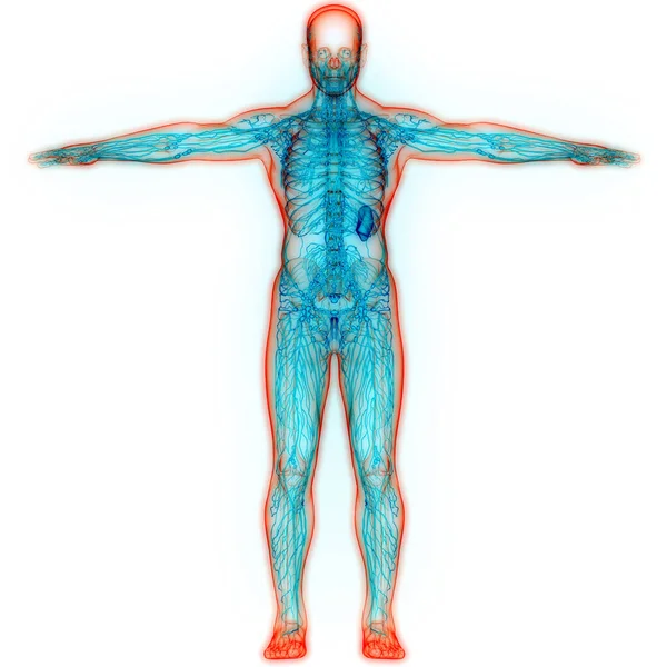 Lidský Vnitřní Systém Lymfatické Uzliny Anatomie — Stock fotografie