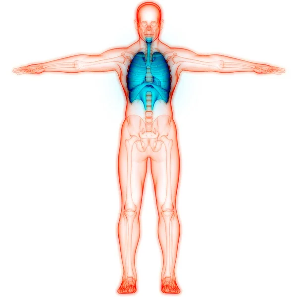 Sistema Respiratorio Umano Polmoni Con Anatomia Del Diaframma — Foto Stock