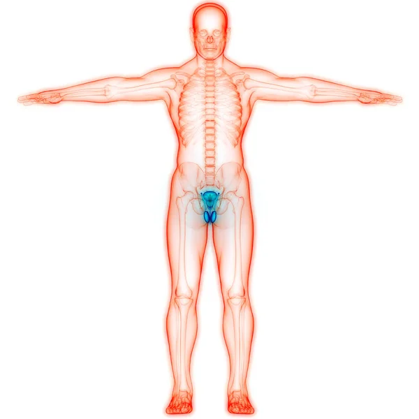Erkek Üreme Sistemi Anatomisi Boyut — Stok fotoğraf