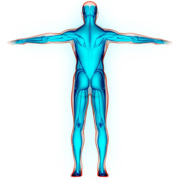Мышечная Система Человеческого Тела Анатомия — стоковое фото
