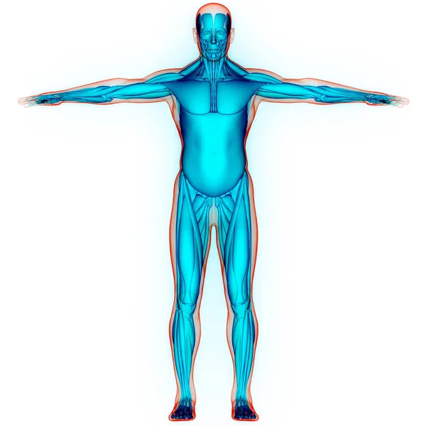 人体肌肉系统解剖 — 图库照片