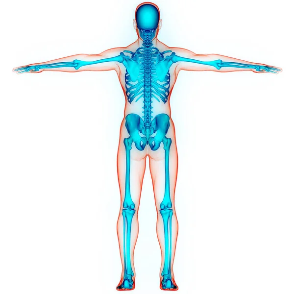 Menselijke Skelet Systeem Botgewrichten Anatomie — Stockfoto