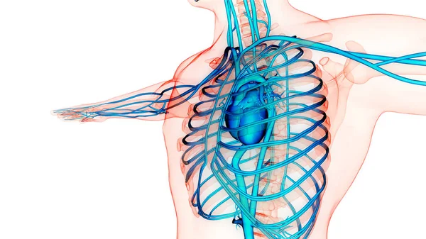 Sistem Sirkulasi Manusia Anatomi Jantung — Stok Foto
