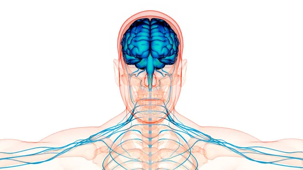 Hjerneanatomi Nervesystemet – stockfoto