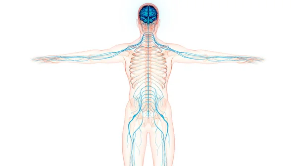 Människans Centrala Nervsystems Hjärna Anatomi Tredimensionell — Stockfoto