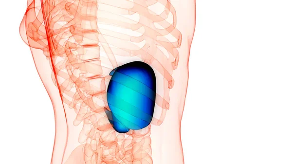 Människans Inre Organ Lever Med Bukspottkörtel Och Gallblåsa Anatomi Tredimensionell — Stockfoto