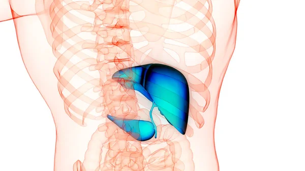 Människans Inre Organ Lever Med Bukspottkörtel Och Gallblåsa Anatomi Tredimensionell — Stockfoto