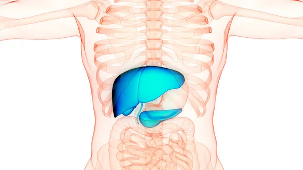 Menselijke Inwendige Organen Lever Met Pancreas Galblaas Anatomie — Stockfoto