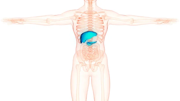 Печень Внутренних Органов Человека Поджелудочной Железой Анатомией Желчного Пузыря — стоковое фото