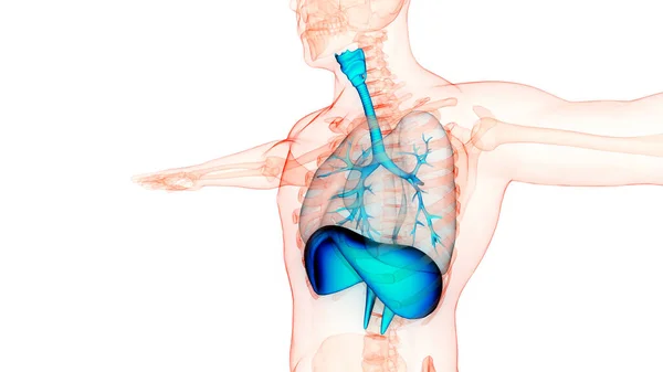 Lungen Des Menschlichen Atemsystems Mit Zwerchfellanatomie — Stockfoto