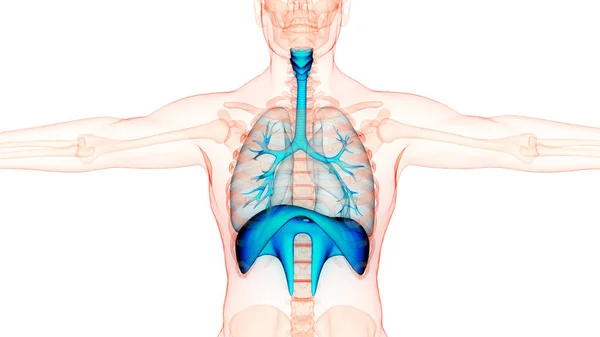 Pulmones Del Sistema Respiratorio Humano Con Anatomía Del Diafragma — Foto de Stock