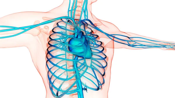 Nsan Dolaşım Sistemi Kalp Anatomisi Boyut — Stok fotoğraf