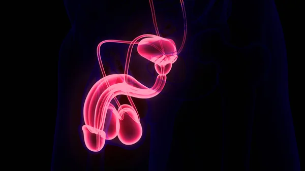 男性生殖器系解剖学 — ストック写真