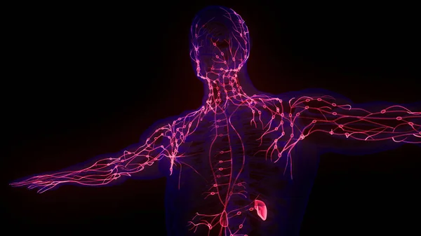 人体内部系统淋巴结节解剖 — 图库照片